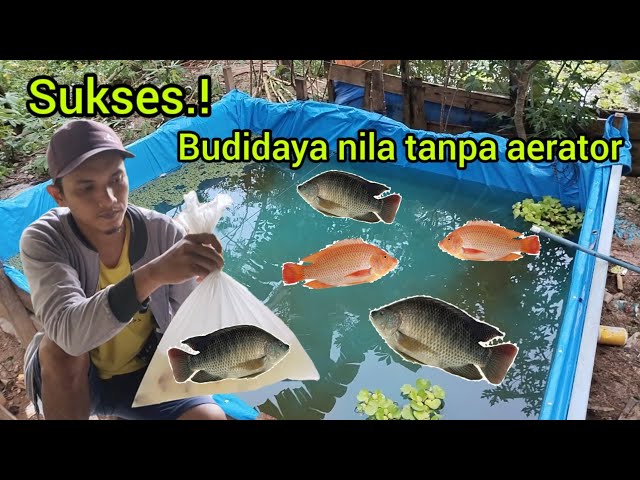100% Successful Tilapia Farming in Tarpaulin Ponds Without an Aerator