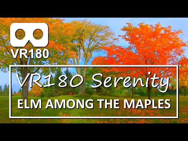 VR180 Serenity: Elm Among The Maples. 8 Minutes of Autumn Calm In Virtual Reality