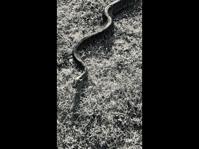 Snake-Ball Python
