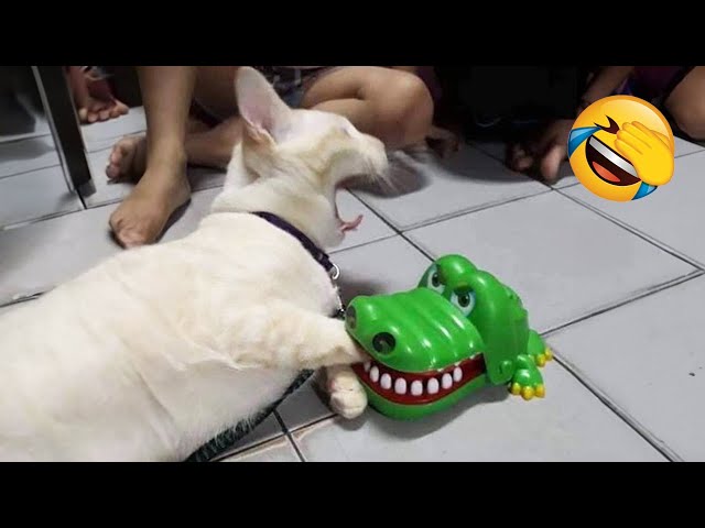 Los animales más divertidos iluminarán todo tu día 😅