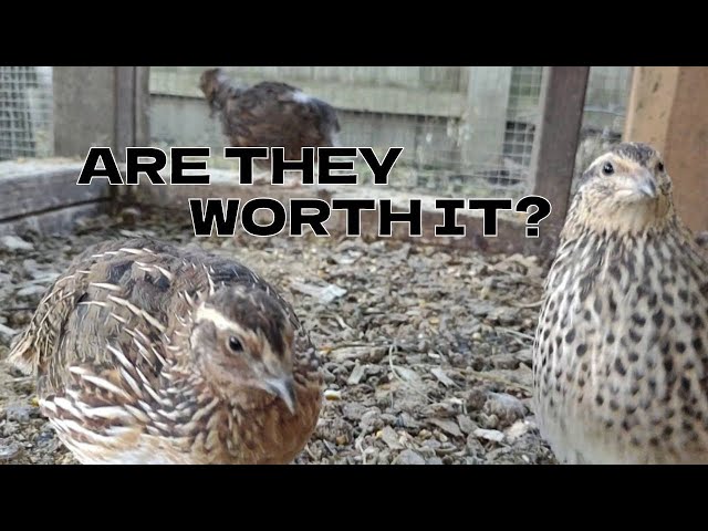 Things I Wish I Knew Before Raising Coturnix Quails