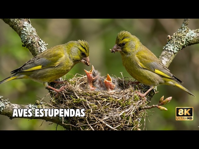 NEW ZEALAND. The Most Exotic Birds on the Planet | Documentary Episode 2