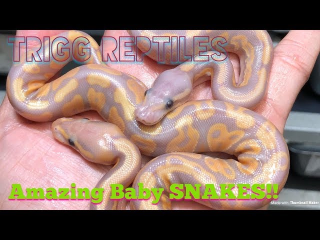 #ball pythons #triggreptiles #worldsfirst  AMAZING BALL PYTHON MORPHS!!