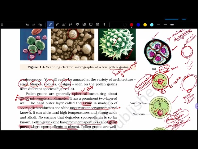 NCERT Solutions Class 12 Biology | Sexual Reproduction in Plants Part 2 | M. Mohanty