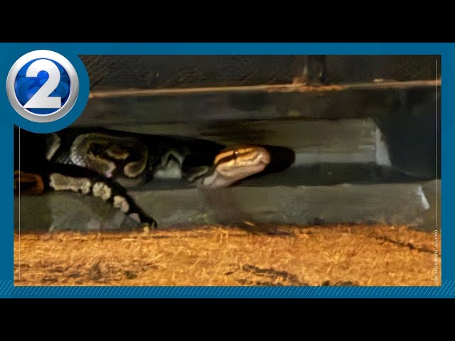 Honolulu couple discovers 3-foot python under front door