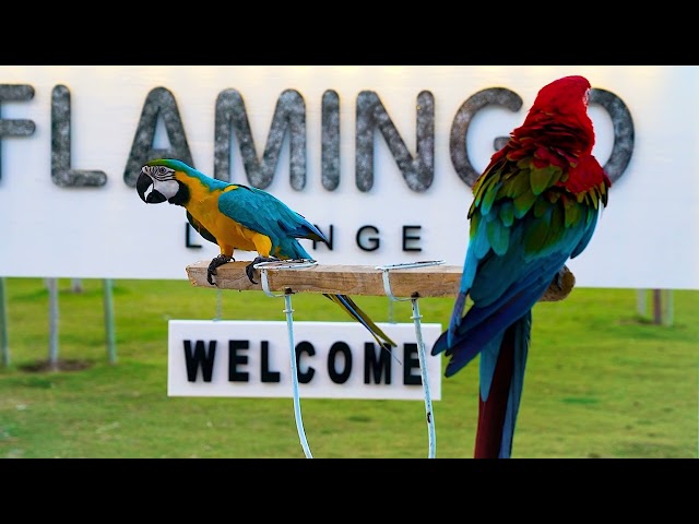Parrot free stock video Free for use & downloud | Pristix Vision