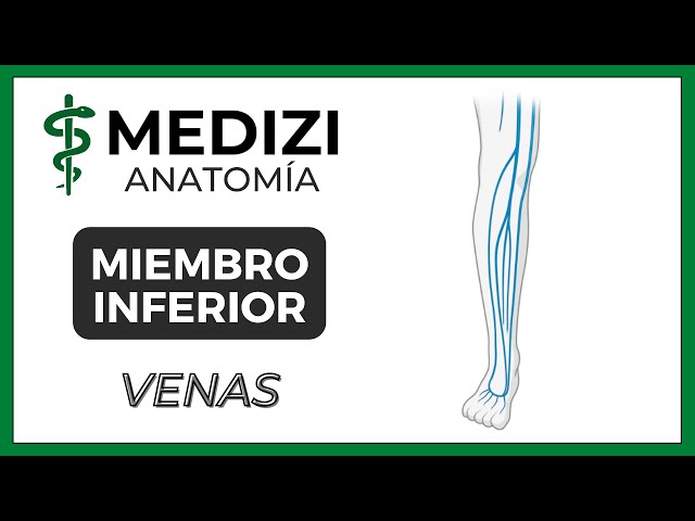 Anatomy of the Lower Limb (LLM) - Veins (Scarpa's Star)