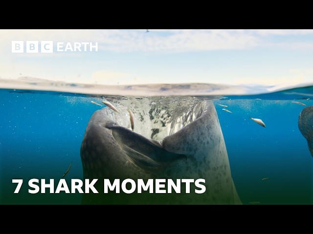 7 Spectacular Shark Moments | BBC Earth