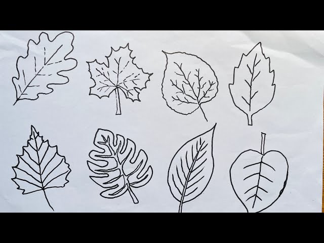 Easy Way to Draw Different Types of Leaves Step by Step | Leaf Drawing Tutorial 🌿🎨