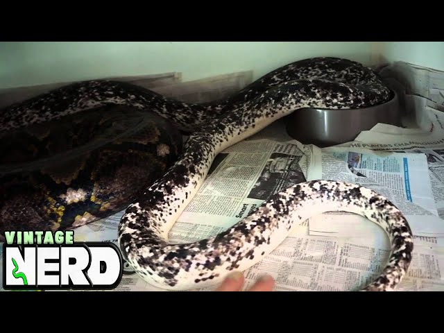 Gumball Cow Reticulated Python Video