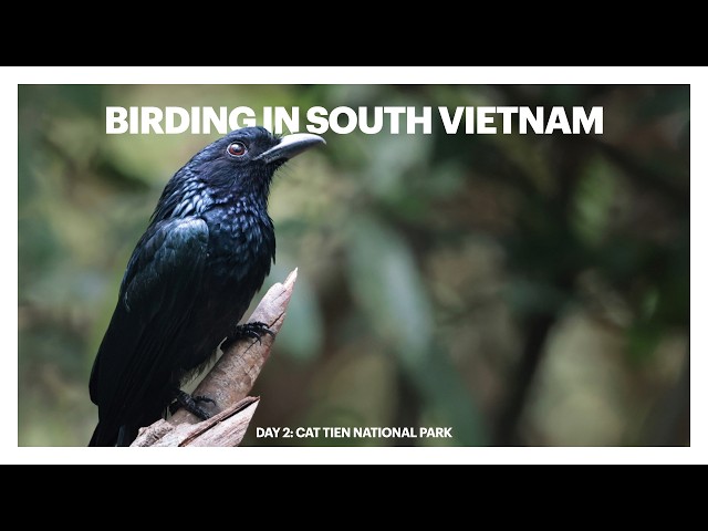 Waiting for Birds in Cát Tiên National Park
