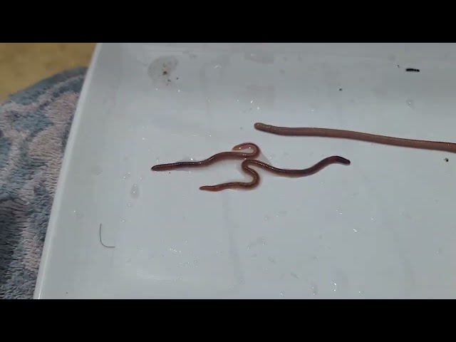 Red Wigglers vs. European Nightcrawlers vs. Blue Worms – What’s the Difference?