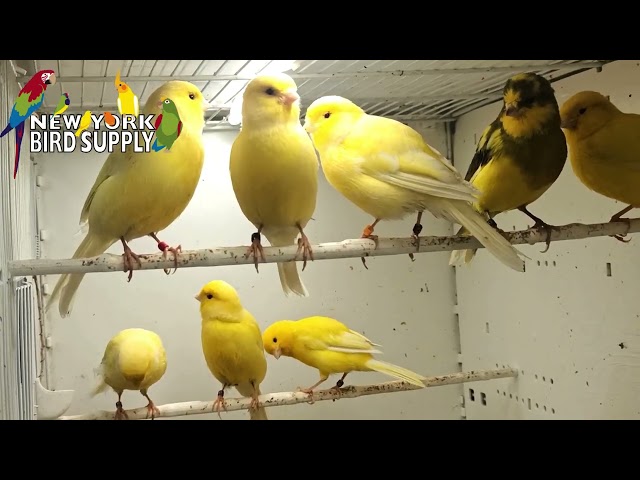 New York Bird Supply: Border Canary