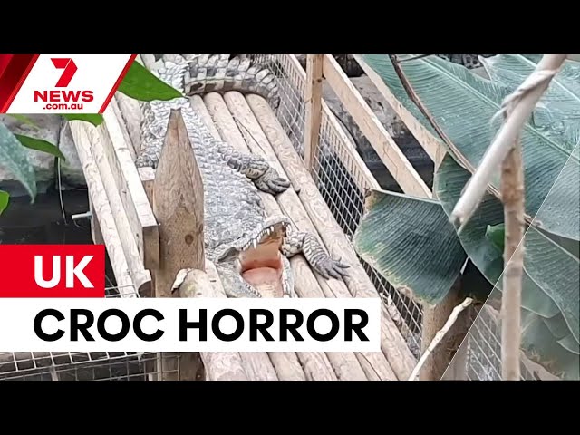 Boy thrown into crocodile enclosure at UK zoo | 7NEWS