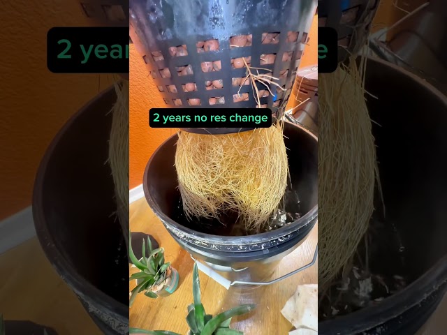 What PH and EC / PPM for hydroponic plants #PH #EC #PPM #hydroponics