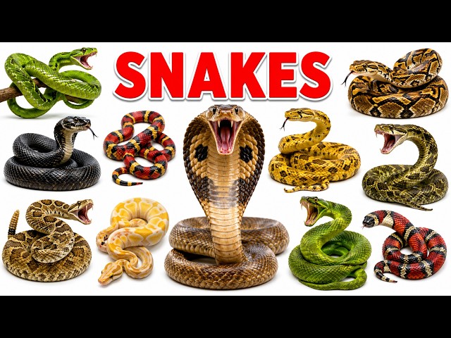 20 Amazing Snakes for Kids | Learn Snake Names | Reptiles & Creepy Crawlering Animal Sounds for Kids