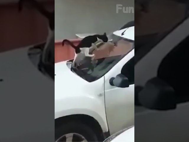 😸🚘🚽Funniest Kitten | That's how you get revenge on a bad neighbor |🤣# shorts