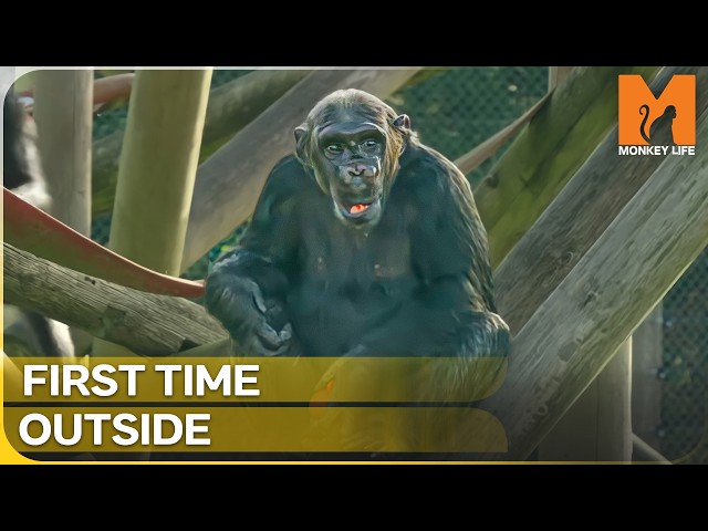 Rescued Chimp Discovers a Giant Forest Enclosure | Monkey Life | Season 16 Episode 4
