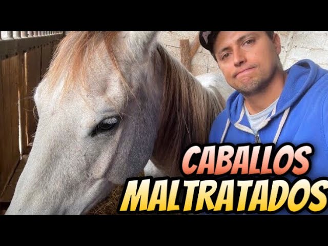 2 Horses Returned In Terrible Condition!!!