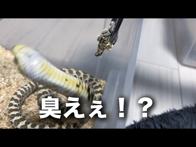 The poop smelled so bad they flipped out… The hognose snakes' reaction was too cute