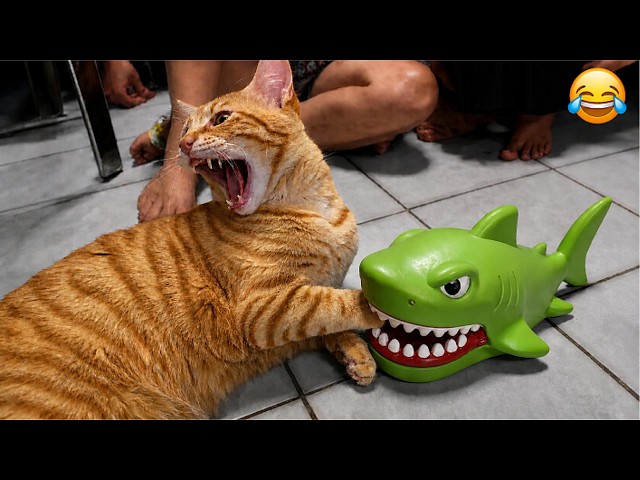 Dramatic Cats Causing CHAOS For No Reason 😹 | Try Not To Laugh CHALLENGE 🤣
