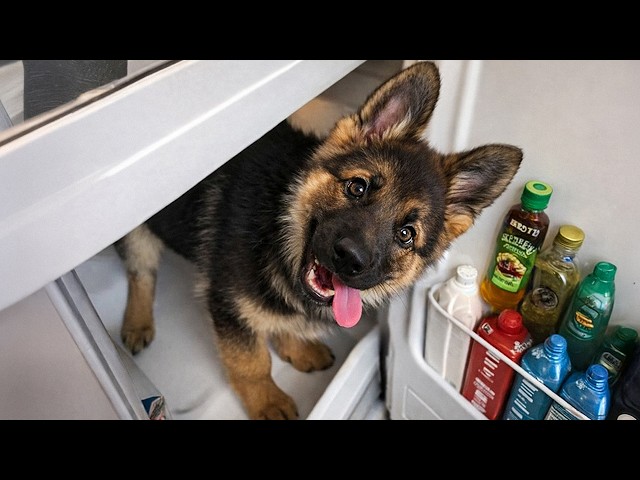 When God Sends You a Comedian German Shepherd Puppy 😂 Funniest Dog Videos