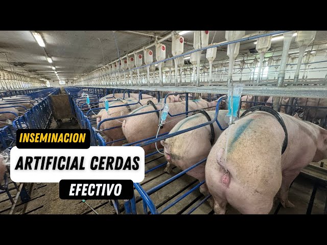 Inseminación Artificial de Cerdas Forma Aconsejable | Gestación en Porcicultura