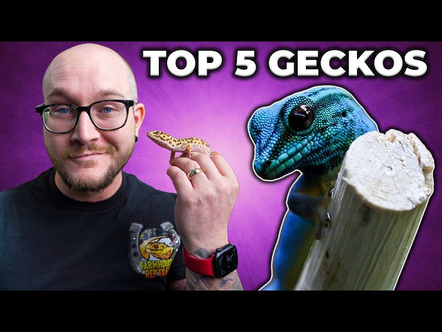 Los 5 mejores geckos como mascotas