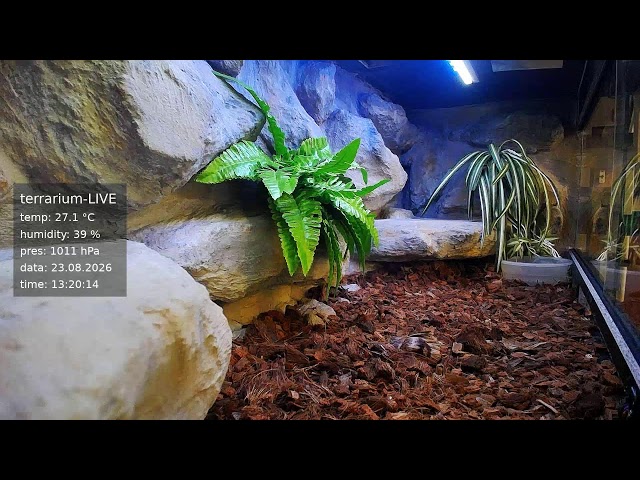 terrarium-LIVE 🔴 23/08/2026 🐍 Ball Python Regius Snake
