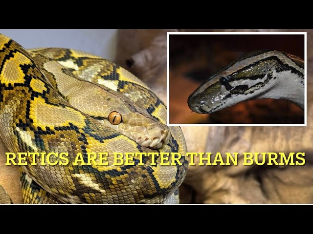 Why modern reticulated pythons are a better snake to keep than Burmese pythons!