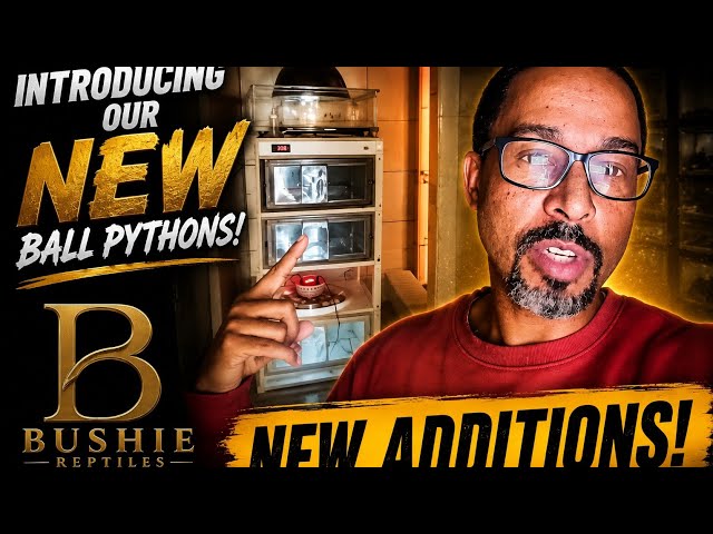 Bushie Reptiles Starts NOW! | Meet Our First Ball Pythons
