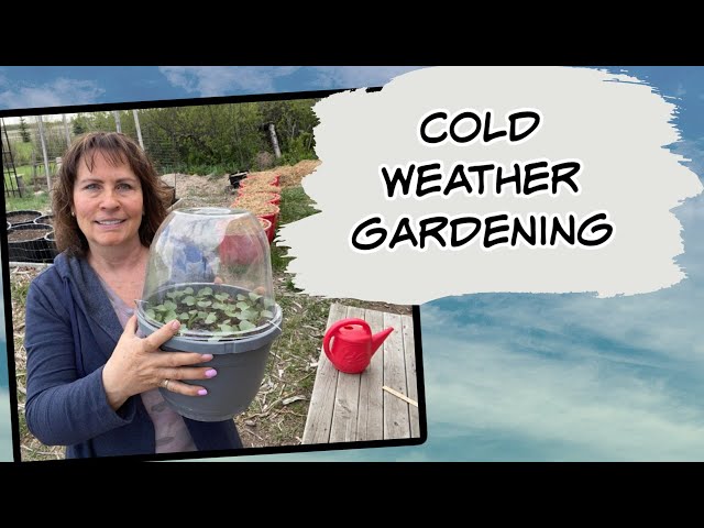 Gardening in Cold Conditions - Gardening Tips During a Cold Spring