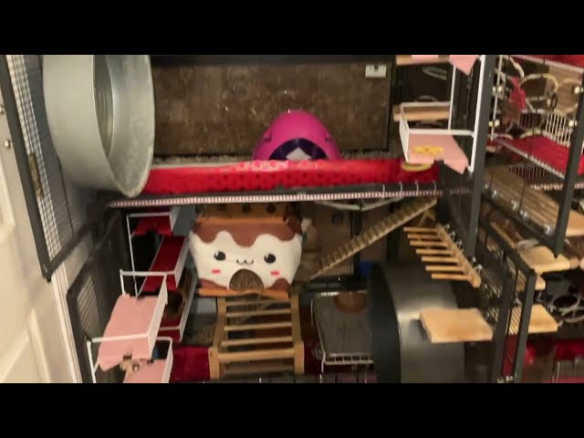 Timelapse of a Rat Cage Valentine's Themed Cleaning - 2026