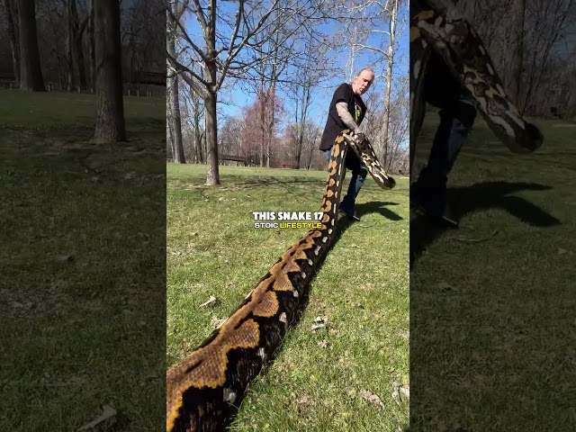 Getting Bit By a 17 Foot Long Python - Joe Rogan