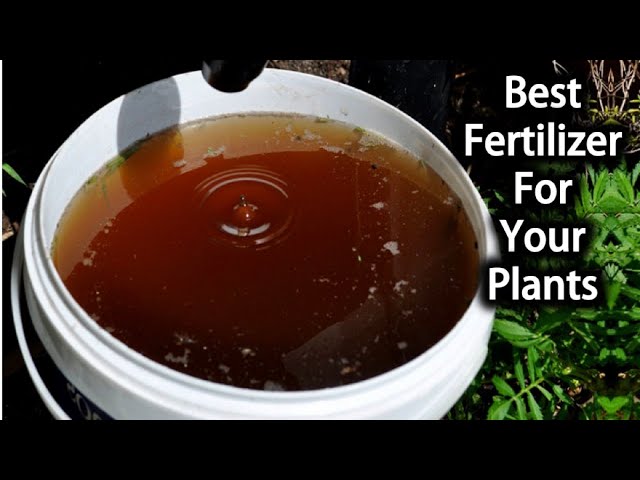 This Compost Tea Is The Absolute Best Thing You Can Feed Your Plants