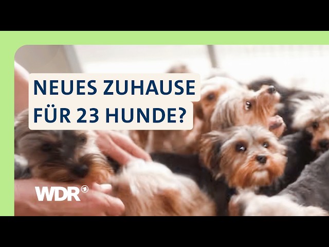 Verwahrlost und Verfilzt: Zweite Chance für Yorkshire-Terrier | S05/E01 | Hallo Tierheim! | WDR