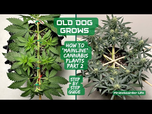 ODG’s Part 2 of How to “Mainline” Cannabis Plants…Simple Step by Step Guide That’ll Get You Set Up