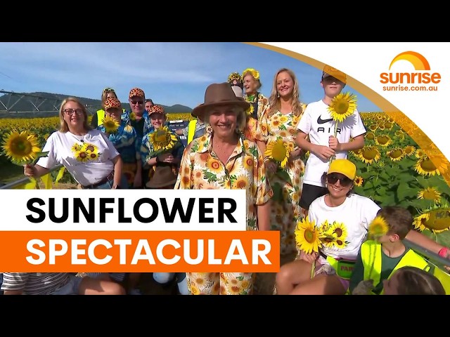 Kalbar Sunflower Festival blooms for charity | Sunrise