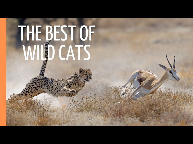 The Best of Wild Cats: Cheethas, Jaguars and Pumas | Full Documentary