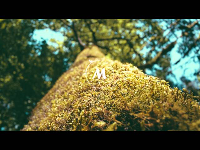 Olafur Arnalds - TREE