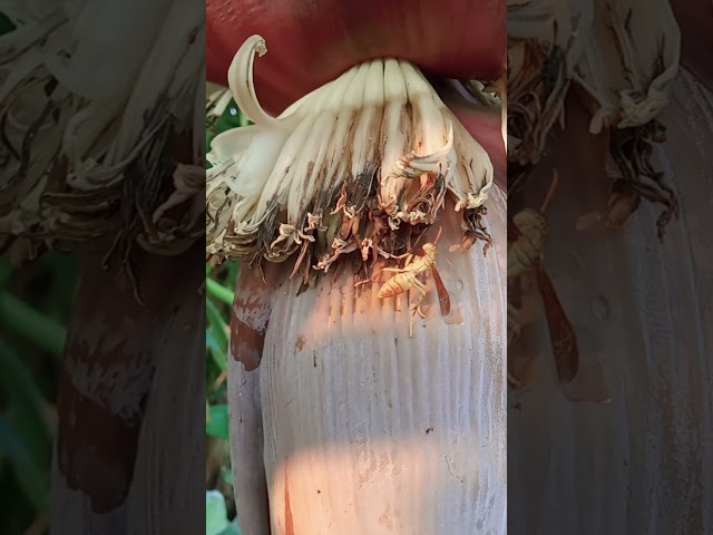 #bee #bees #beeswarmsimulator #beeswarmupdate #beeshorts