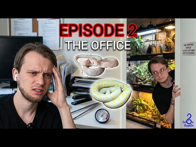 AodaReptile: The Reptile Office episode 2