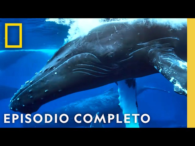 Odiseas Oceánicas Épicas | Viajes Increíbles de Animales | Nat Geo en Español