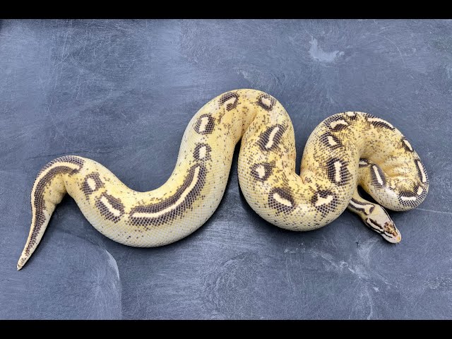Yellowbelly Complex Ball Pythons Part 2: So, what do they look like as adults?