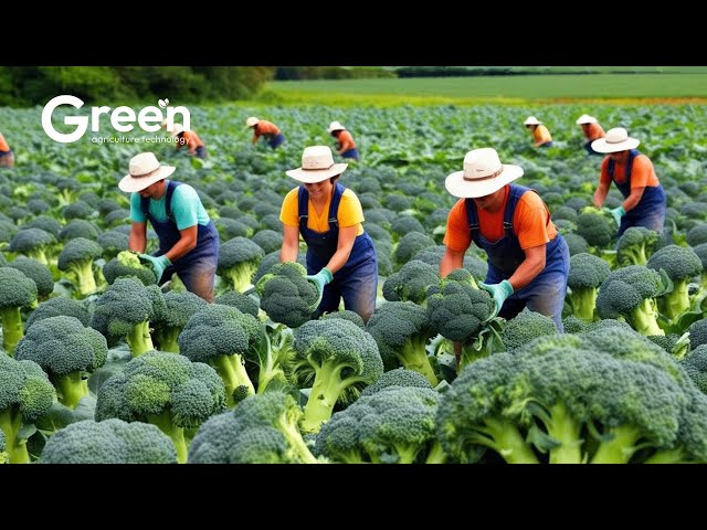 How Farmer Harvesting Tons of Broccoli - Modern Vegetable Farming Agriculture Technology