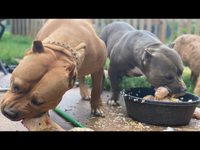 Country Style Tractor Supply Run ( American Bully)