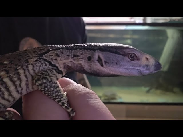 Reptile unboxing!