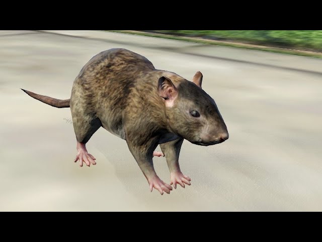 Rat Compilation BEST MOMENTS (w/ Tapperson)