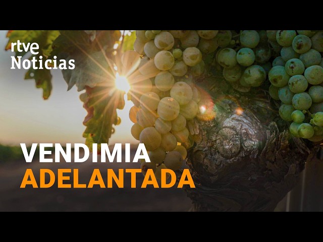 Climate change causes earliest grape harvest in history in Spain | RTVE News