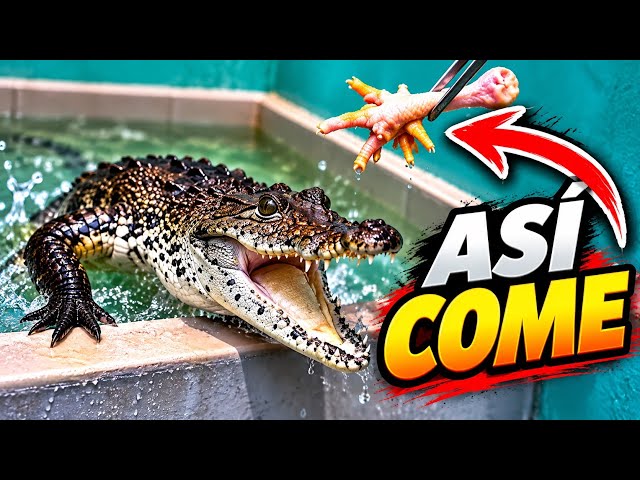 Alimentando Bichos (Alimentación De Reptiles)
